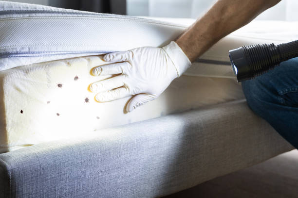 Best Ant Control Services  in Joshua, TX